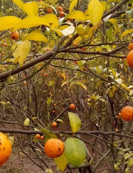 蚜虫的最新防治办法,蚜虫怎么危害植物小视频