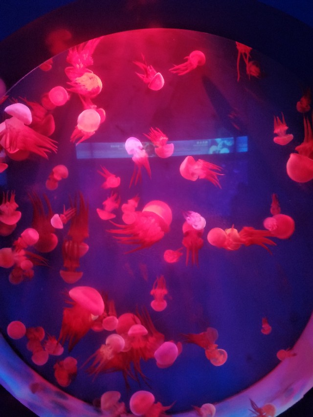 抚顺皇家海洋乐园冲浪馆图片,抚顺皇家极地海洋乐园视频