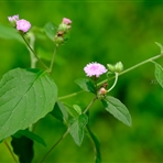 盘点哪些好吃不贵的食材,盘点那些好吃的野菜