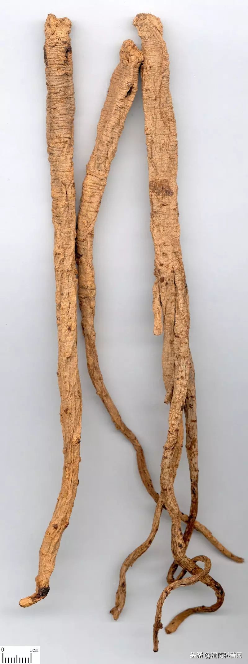 带参的中草药都有哪几种,中药带参字的都有哪几种