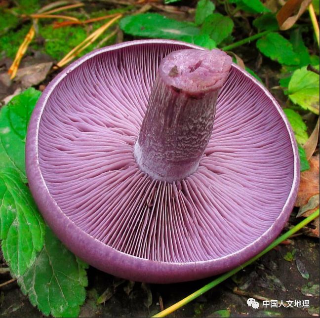 摄影彩色蘑菇,摄影师拍摄迷你蘑菇