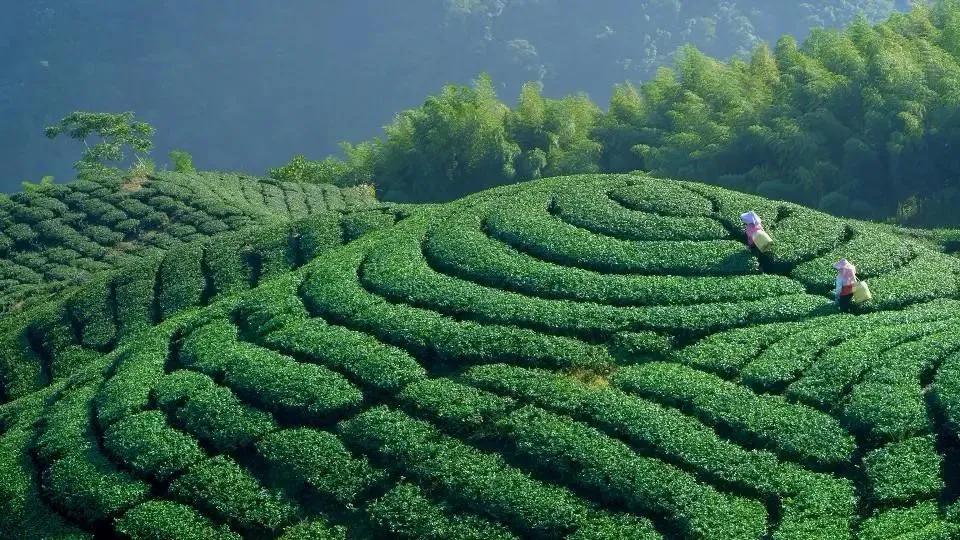 乌龙茶到底怎么样,乌龙茶主要有哪些