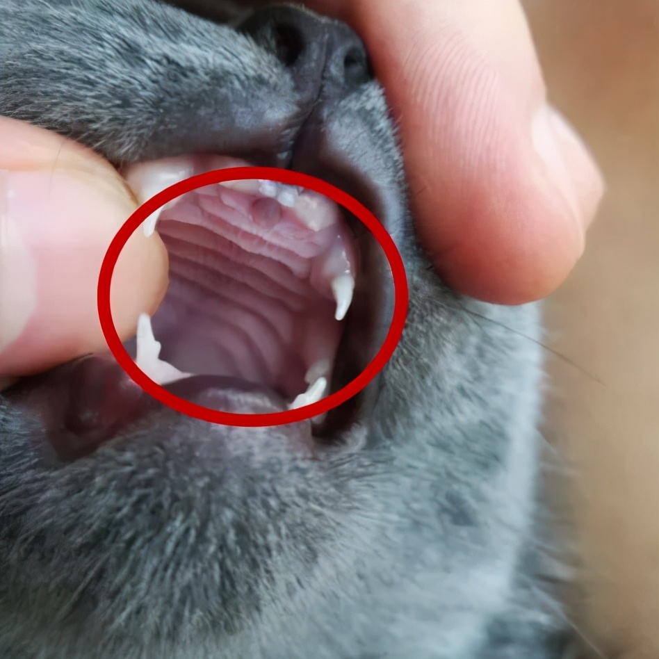 猫咪面相,猫咪面相测试