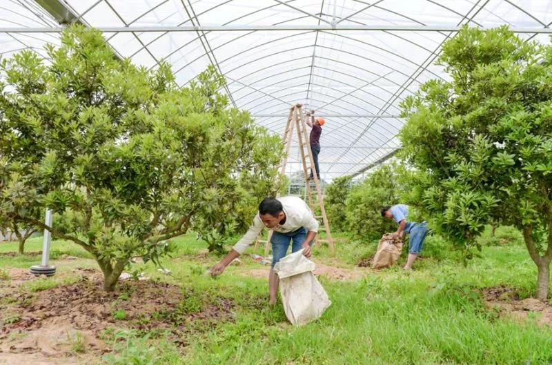杨梅从开花到成熟用药管理全过程,杨梅怎么管理才能提早开花结果