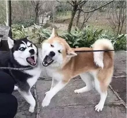 有些狗子玩着玩着就打架了,有些狗子表面上人畜无害吵起架来