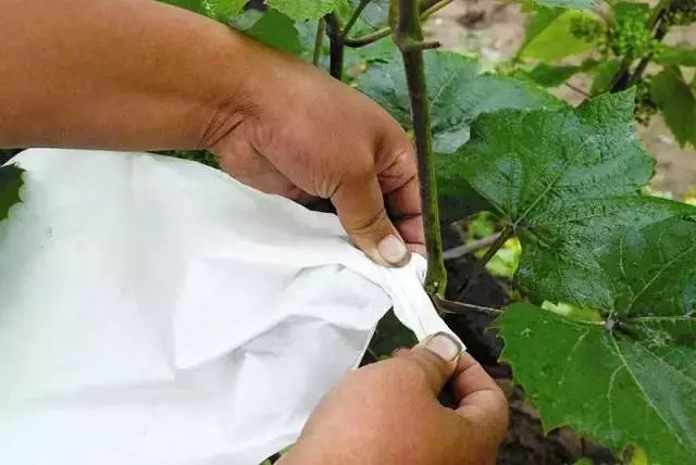 果树保花保果及病虫害防治用药,防治果树病虫害什么时候打药最好