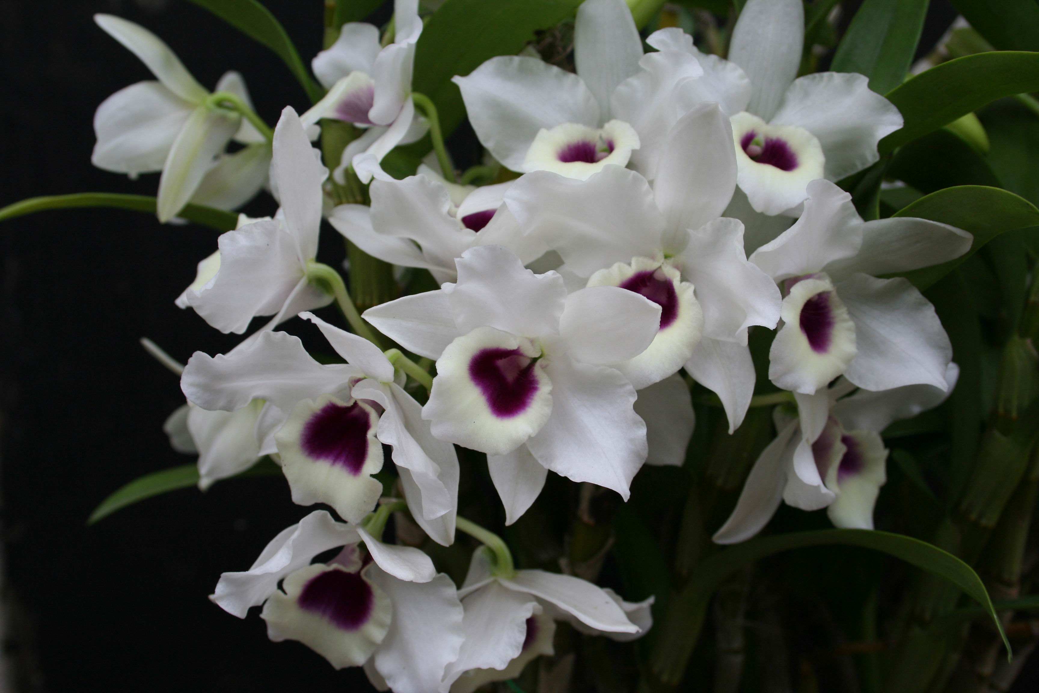 翅萼石斛开花后还会开花吗,石斛开花之后第二年能开花吗