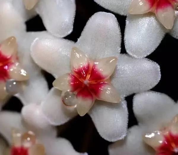 为什么球兰养了5年也不开花,球兰有毒吗在室内养行吗