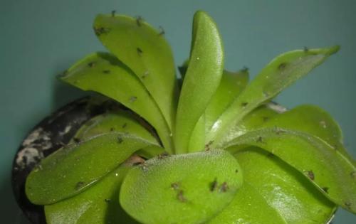 卧室内养花放哪些植物,什么花最适合放在卧室里养殖