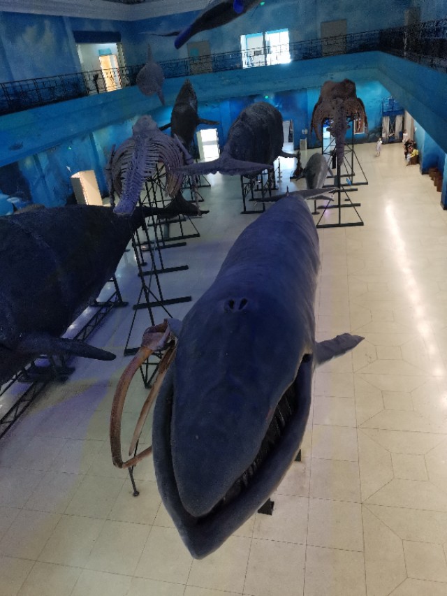 威海鲸鱼标本博物馆,鲸鱼演化博物馆标本