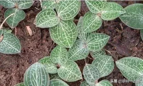 种植金线莲药材致富,金线莲种植可以赚钱吗