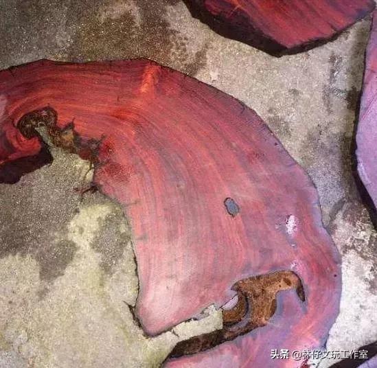 印度小叶紫檀千年树王,天价印度小叶紫檀树