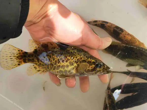 手竿活虾钓鳜鱼的技巧,手竿泥鳅钓鳜鱼怎么钓