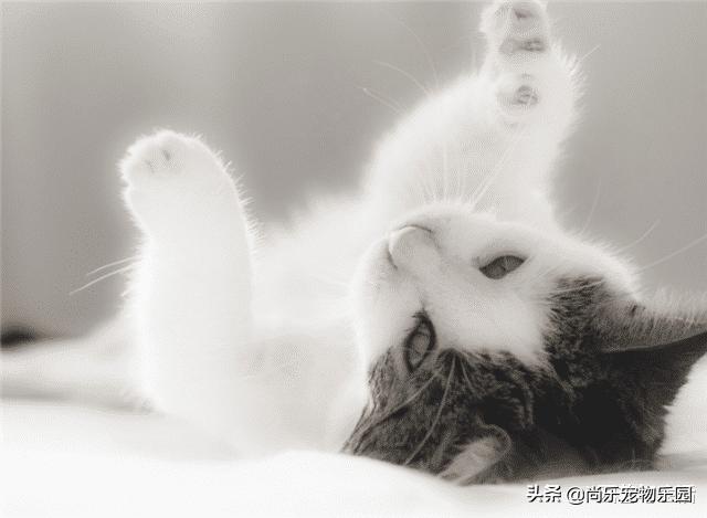 为什么母猫交配过程中撕心裂肺，而狗却静悄悄，看完涨姿势了