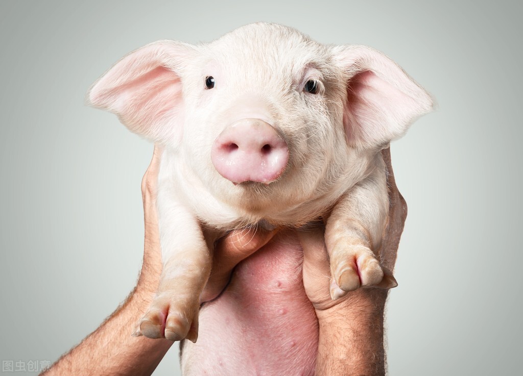 不同年龄段的狗狗吃什么,宠物喂食方法大揭秘让养宠更轻松