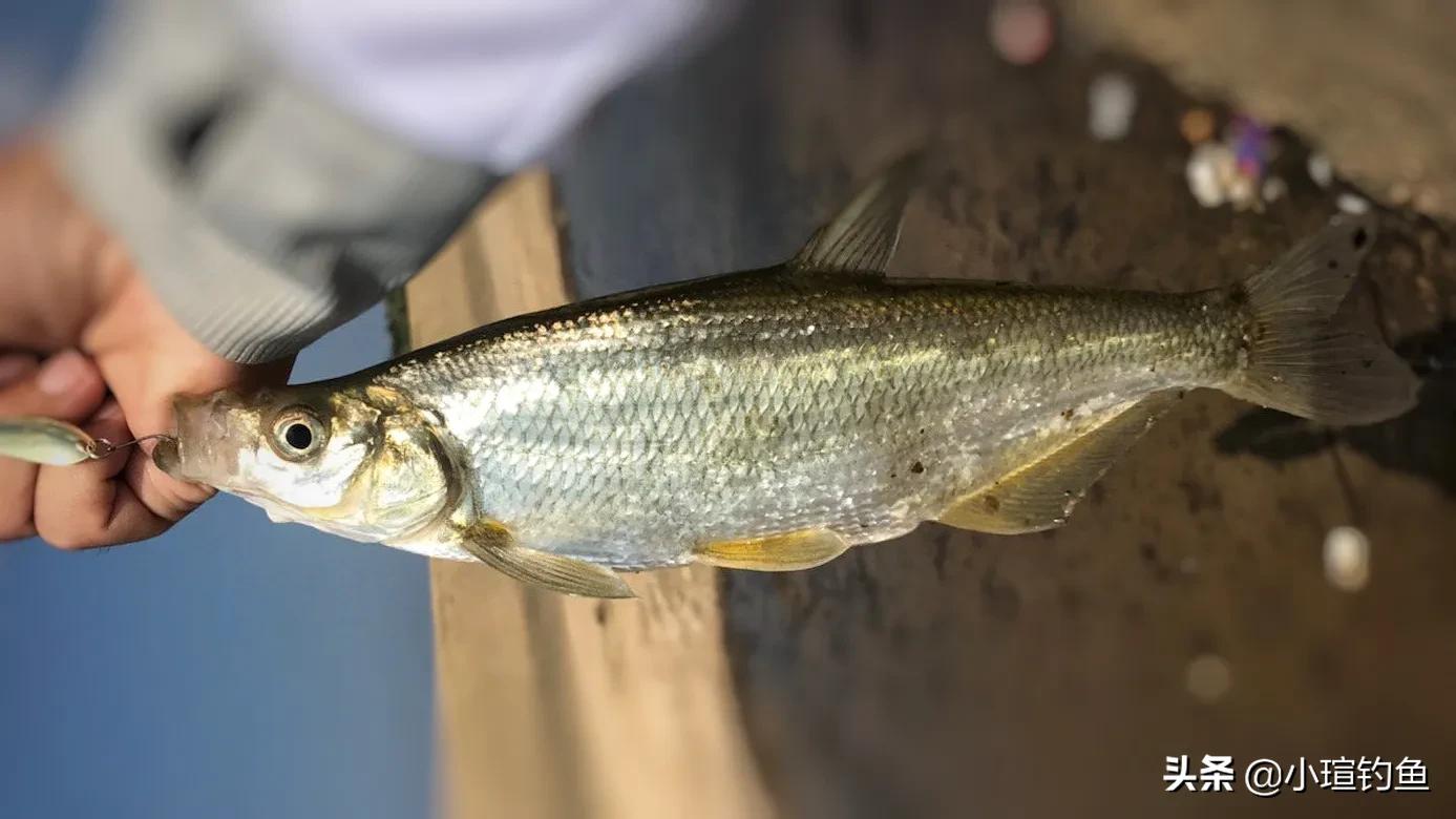 南昌有哪些地方可以路亚钓翘嘴,赣江路亚翘嘴