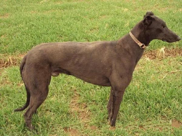 新疆发现名贵品种狗,世界上最好看的10种狗动物