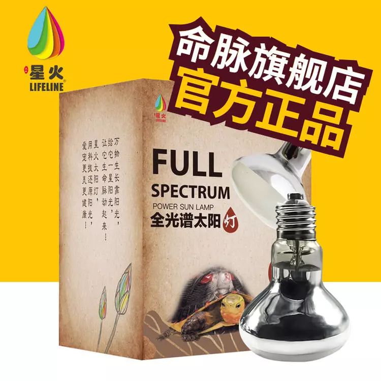 东部锦龟智商排名,红腹东部锦龟