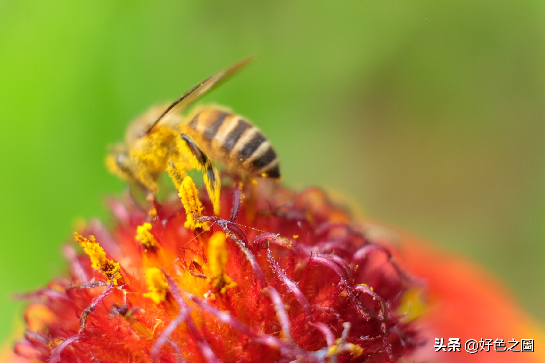 最好的微距拍摄方法,微距摄影环