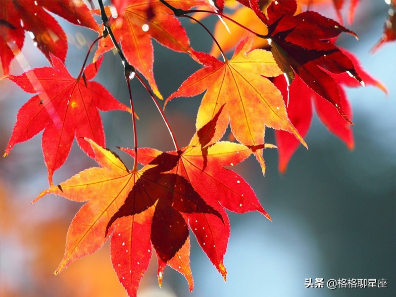 2022年桃花满天飞的星座,粉红泡泡的星座