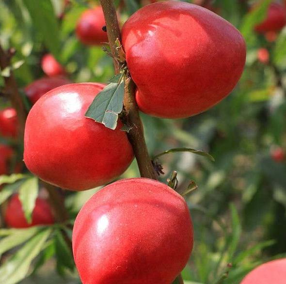 油桃最新价格,油桃多少钱一斤亩产多少