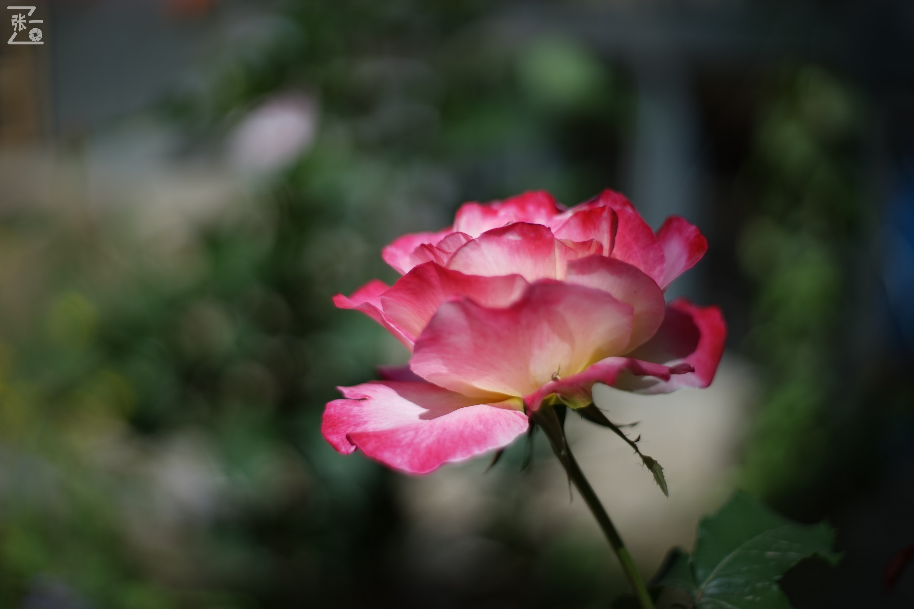 凤凰国产50mm镜头,凤凰索尼e口镜头