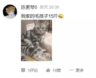 猫咪太肥胖可以节食吗,猫咪吃什么能长胖如何让猫咪长肉