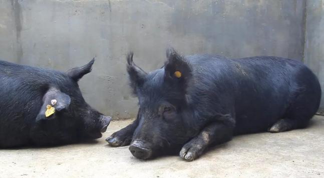 人脸识别是识别五官还是皮肤,人脸识别猪鼻子