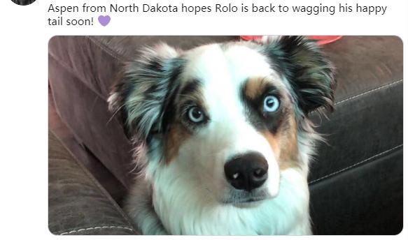 狗狗的尾巴下垂是不开心吗,狗狗尾巴尖下垂