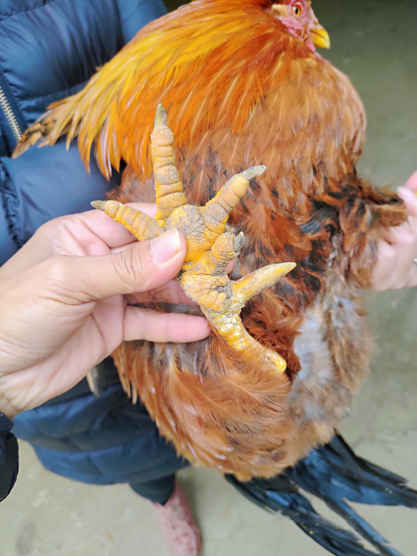 如何辨认老鸡,三年以上正宗老母鸡长什么样