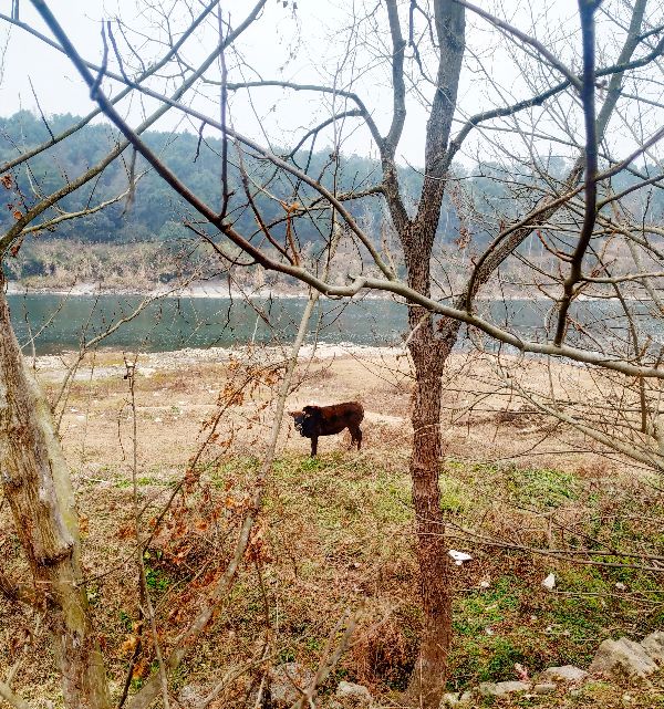 乐山小吃美食萝卜,特色小吃萝卜