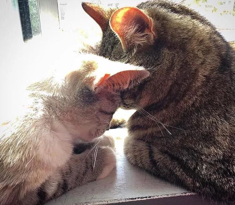 两只猫感情好不亲主人,两只猫感情好