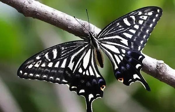 柑橘病虫害最新防治技术,柑橘病虫害详解视频教程