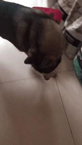 拉雪橇救小镇的哈士奇电影,哈士奇从狗肉馆救出来的二哈