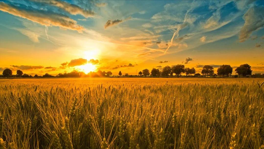 美豆海运费,美豆到中国一吨运费