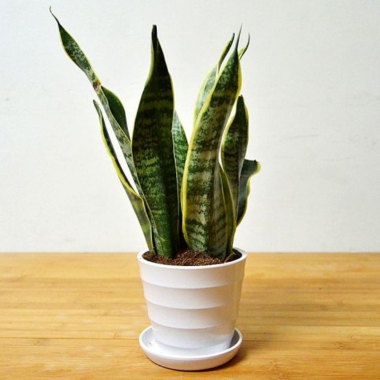 什么花放卫生间能去异味,卫生间养啥花除异味效果好