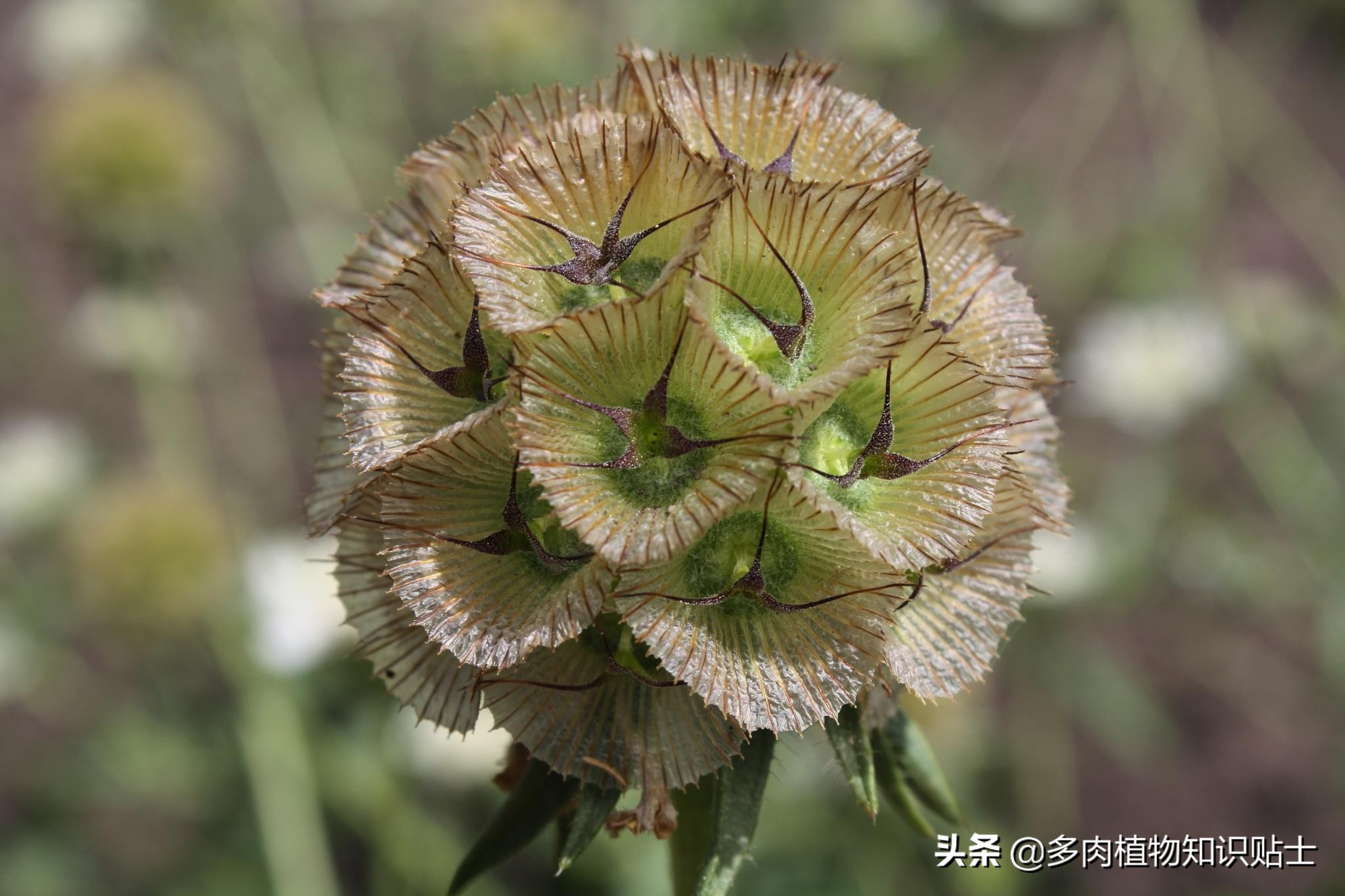 星花轮峰菊,星花轮峰菊图片大全