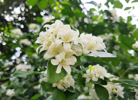 怎么养九里香才能开花,养好一盆九里香诀窍在这里