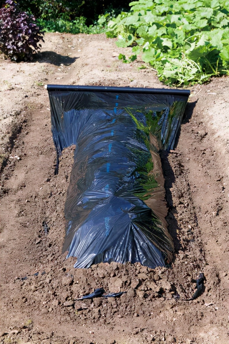 十月花事丨花园覆盖地膜好处多：除草、保暖、保湿、防虫