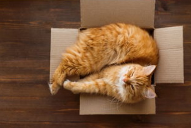 哪家航空公司可以托运宠物猫,哪个航空公司托运猫便宜