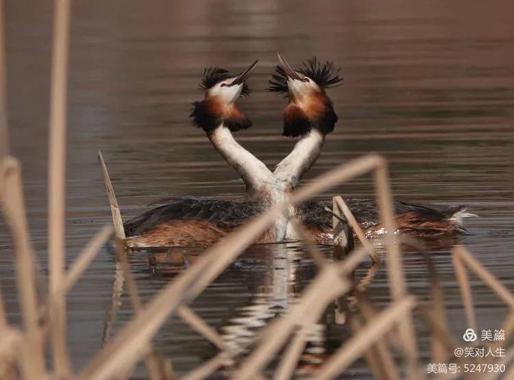 凤头鸊鷉粤语,斑头雁飞得最高的鸟