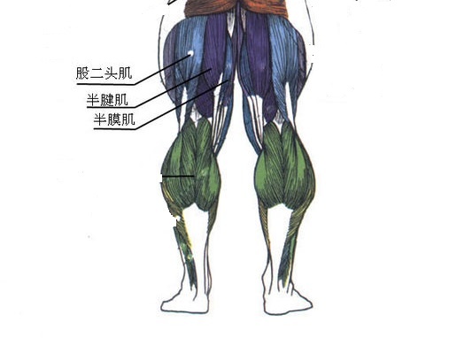如何练出粗壮的腘绳肌进阶训练,腘绳肌强大腿部肌肉训练教学