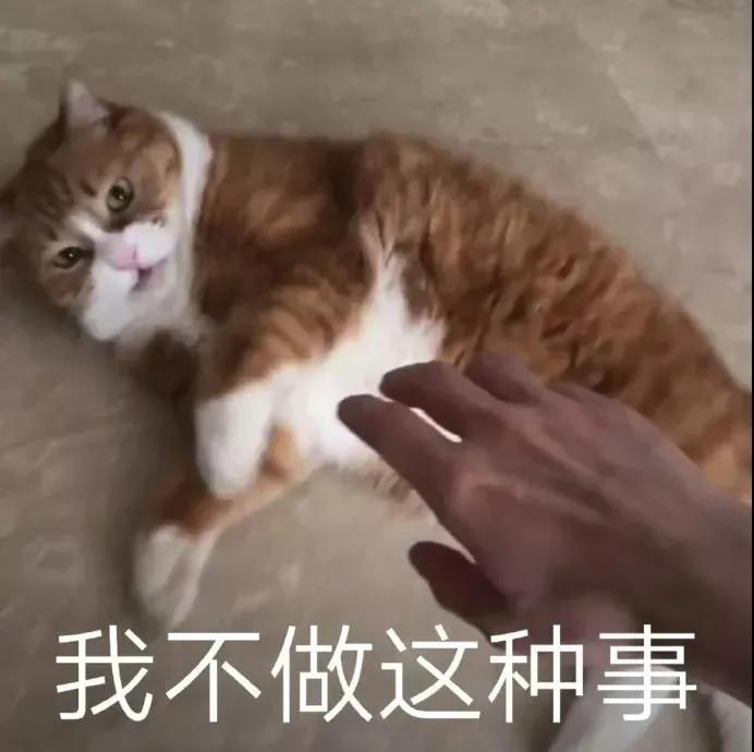 想成为猫医生怎么做,怎么给猫咪剃毛的步骤