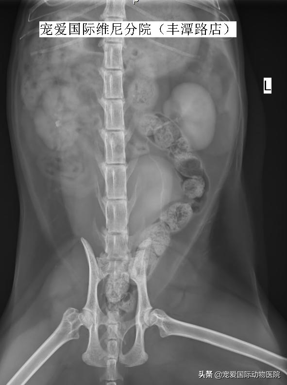 难以言说的疼完整版,猫咪肾结石的症状都有什么