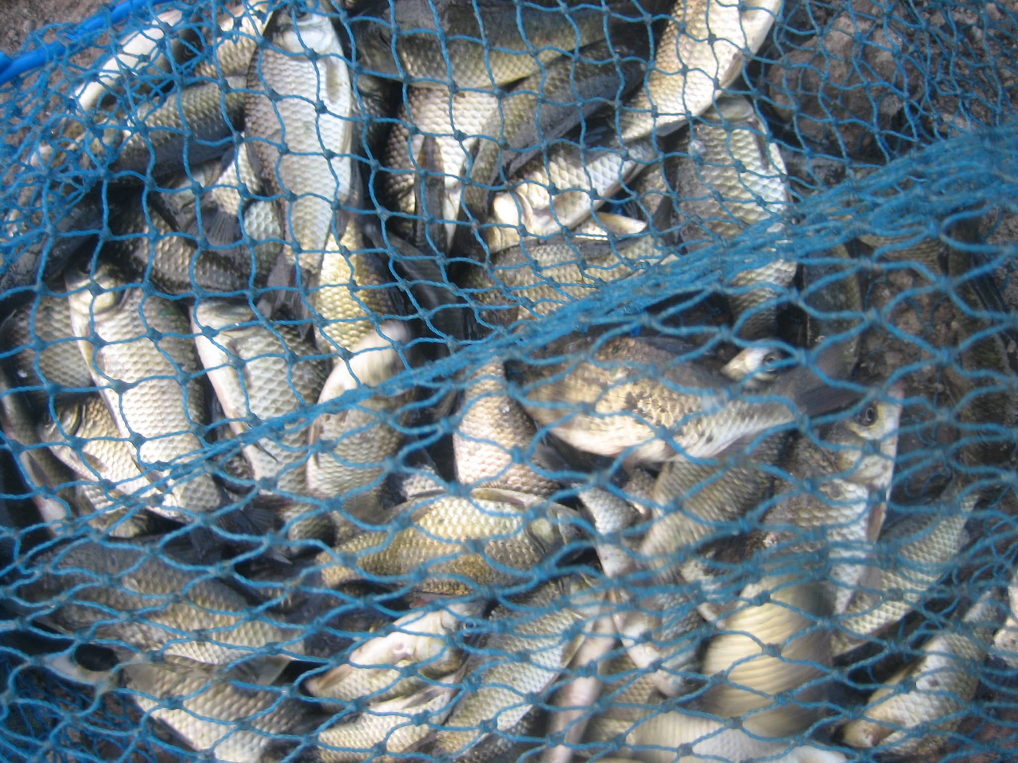 我钓鱼时常遇到的那位高手老黄，钓法出其不意，鱼获总是很多……