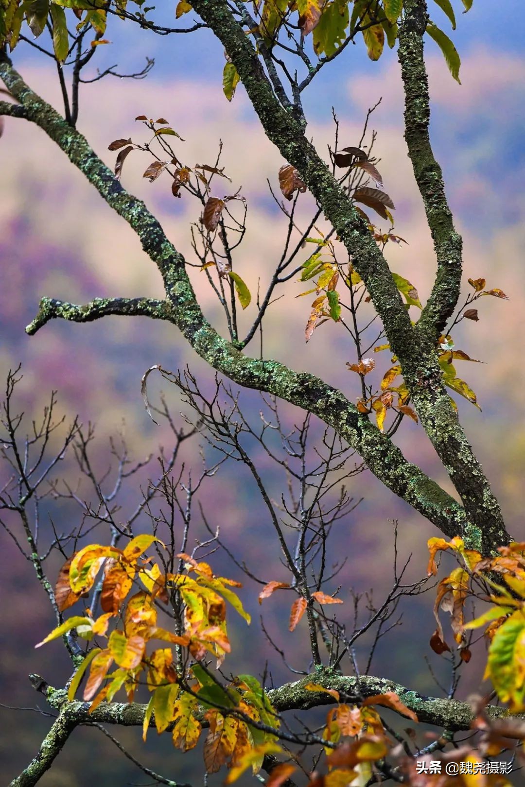 留坝秦岭之夜,留坝秦岭森林公园