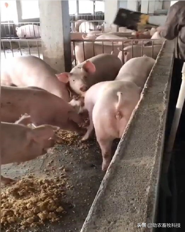 100头母猪养殖视频大全,中草药养母猪技术