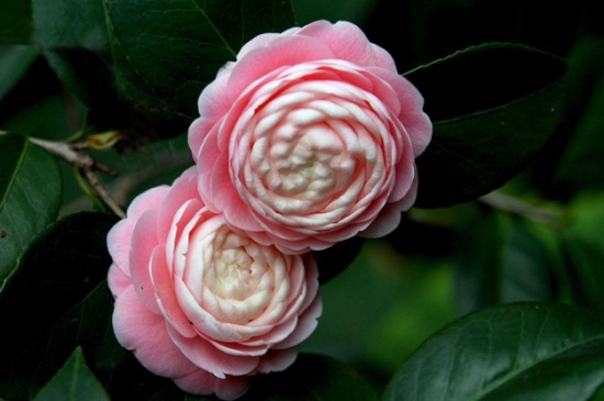 中国十大名贵花卉,昂贵花卉品种介绍