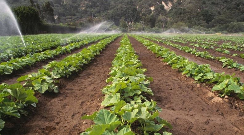 西葫芦要防治什么病,冬季露天西葫芦病虫害防治办法