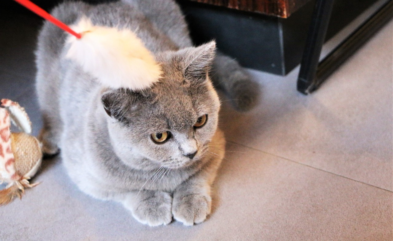 猫咪如果得了猫藓该怎么办,猫咪得了猫癣不让抹药怎么办